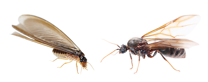Termites vs. Flying Ants
