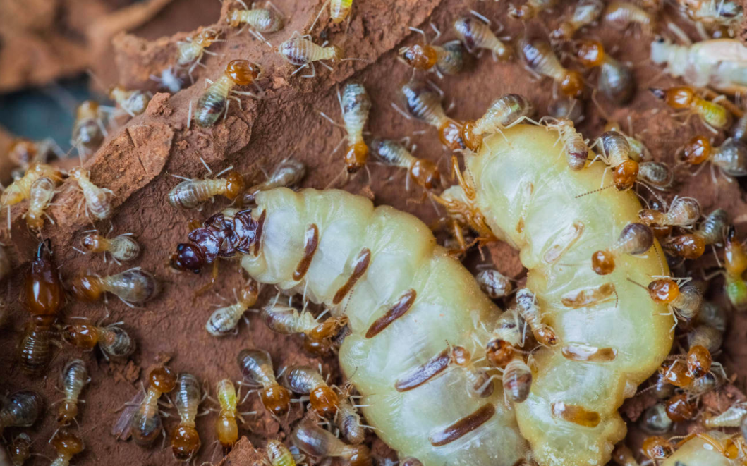 Termite nests