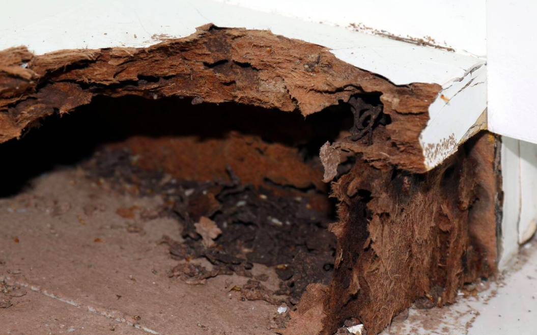 Termite wood damage